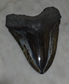 Large Megalodon tooth